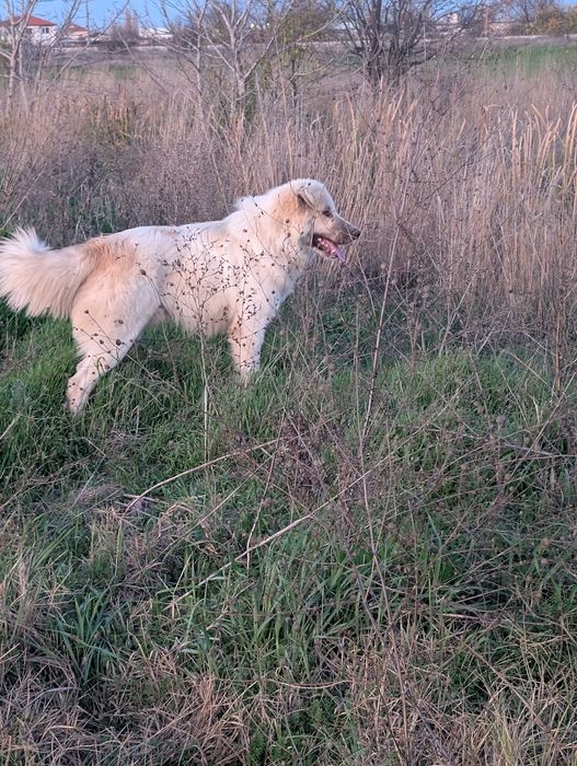 Идеално куче пазач за дома или за ферма