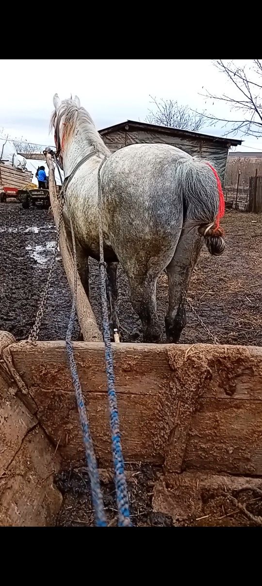 Vînd cal de 6 ani sau schinb pe o vacă bună de ținut