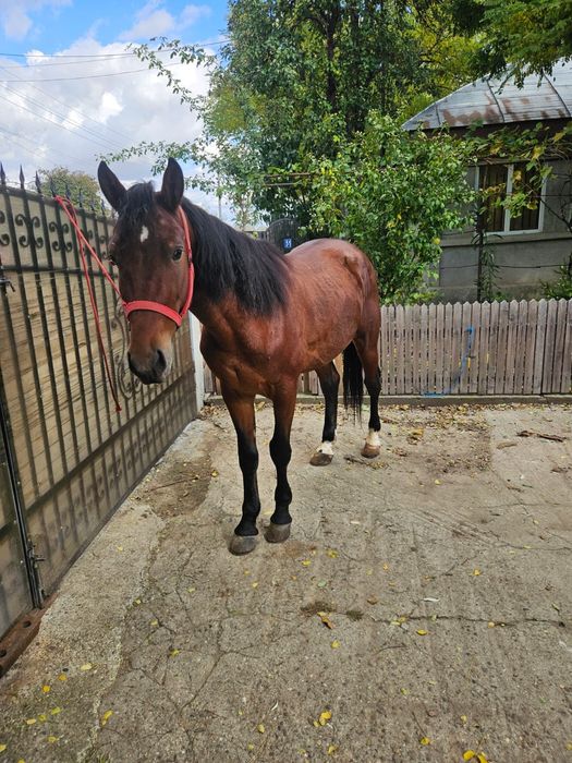 Vând mânz de 3 ani