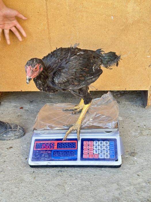 4 oylik joʻja tuxumga kiryapti