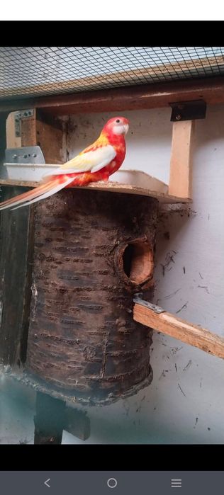 Papagal Rosella rubino