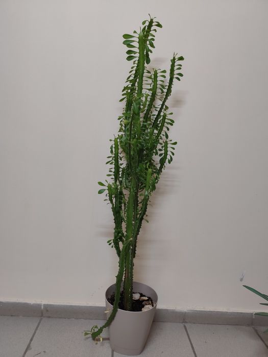 Комнатные растения продам