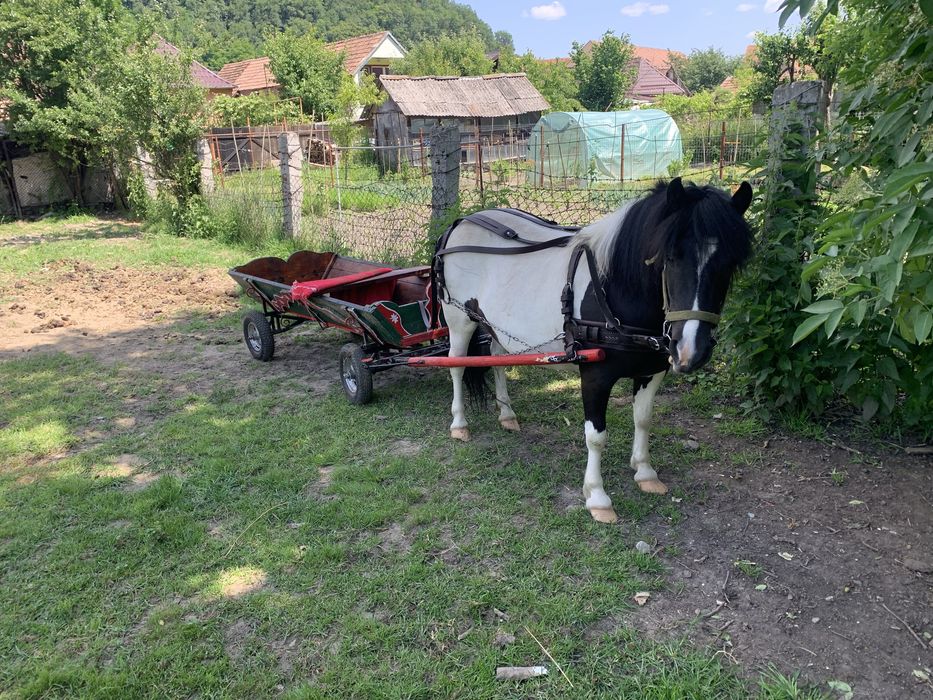Ponei talie mare de vanzare