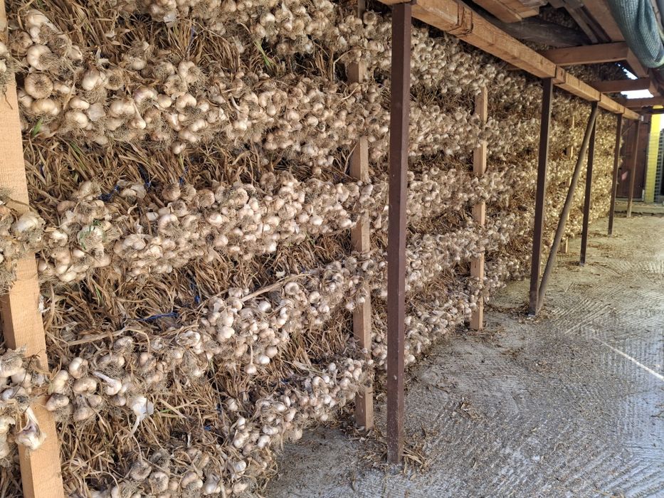 Sămânță usturoi de Copalau