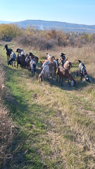 Vând capre Anglo Nubiene cu Pedigree