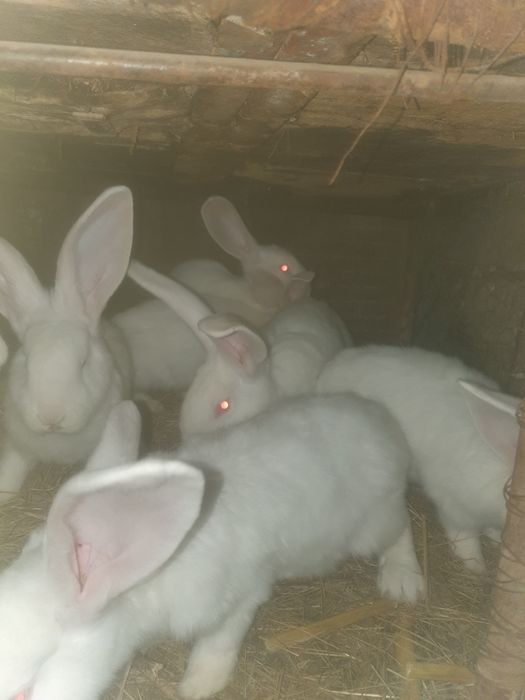 De vinzare pui de iepurii uriasi germani