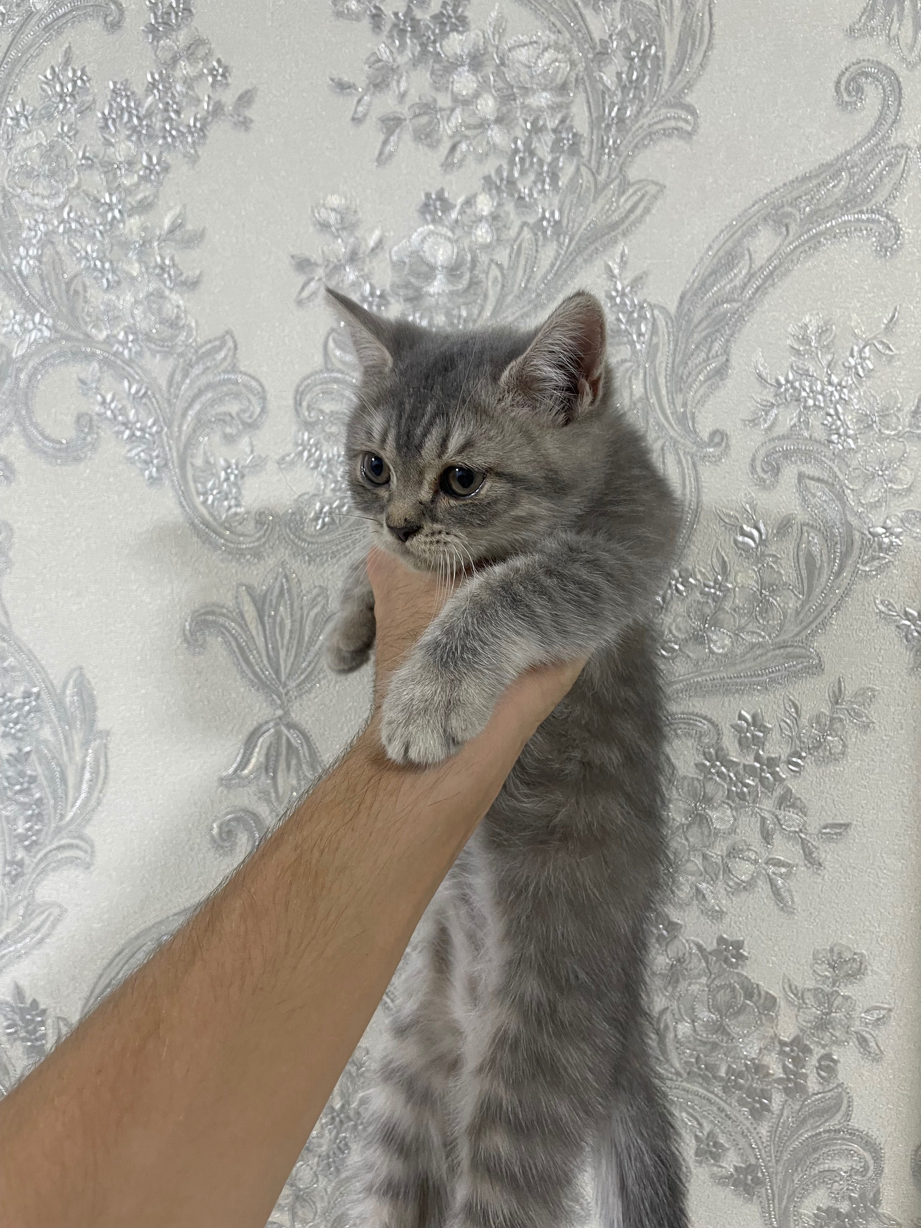 Шотландский страйт