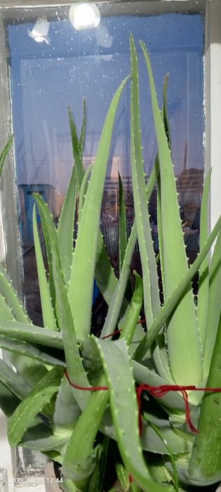 Алое  растения в наличии