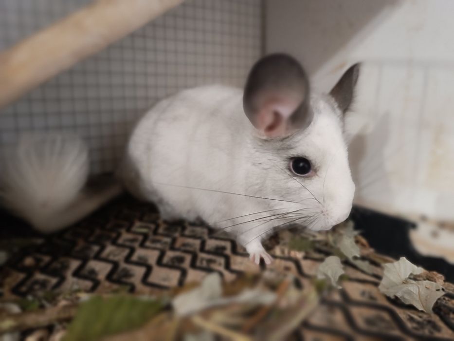Vând chinchilla, vârstă un an