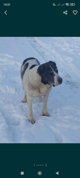 Отдам собаку в хорошие руки