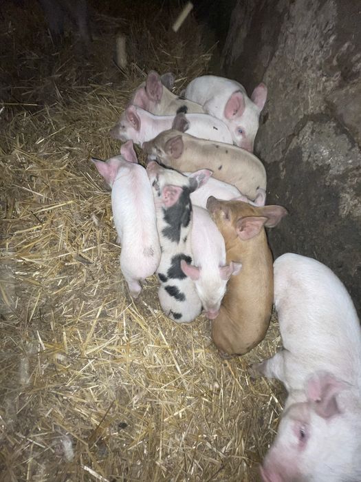 поросята месячные, родились в апреле