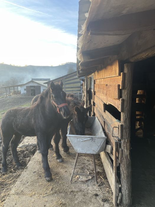 Vand 3 manze de 6 luni