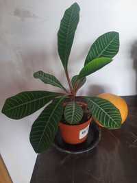 Плюеща палма /Euphorbia leuconeura