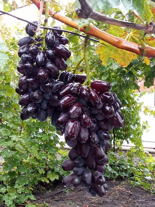 Vita de vie soiul Baikonur