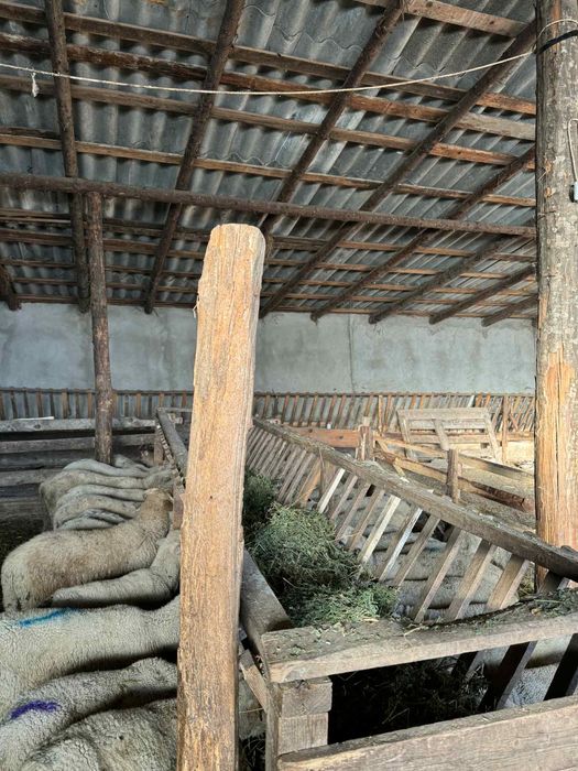 Vand miei /berbecuti