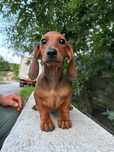 Vând Teckel/Dachshund