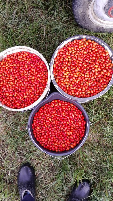 Măceșe proaspăt culese calitate superioară!
Vând măceșe strânse manu