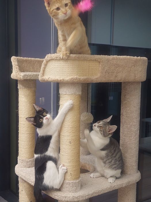 Котенок девочка Ташкент вакцинирована, имеет паспорт