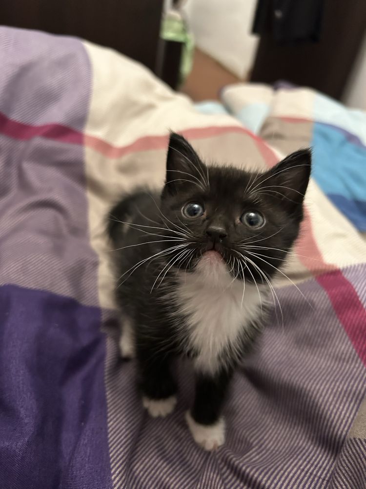 Котята ищут дом