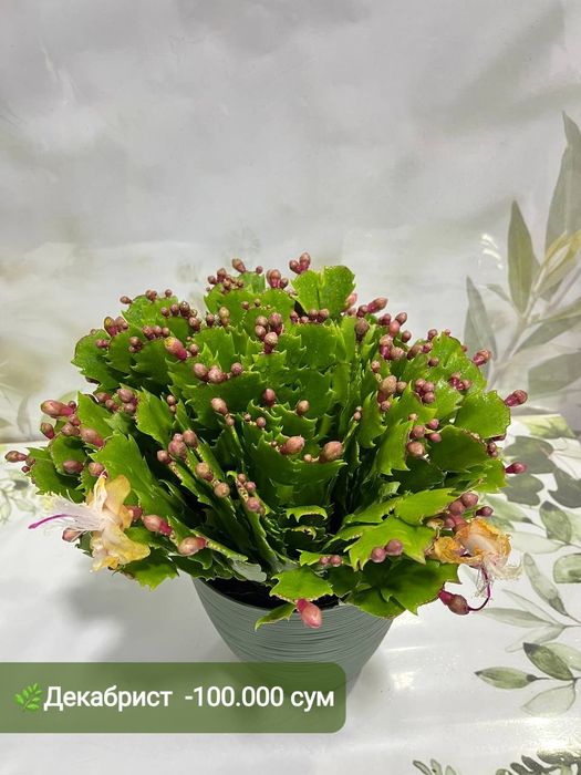 Рускус, Муррайя,Калатея Фьюжен, Декабрист Диффинбахия