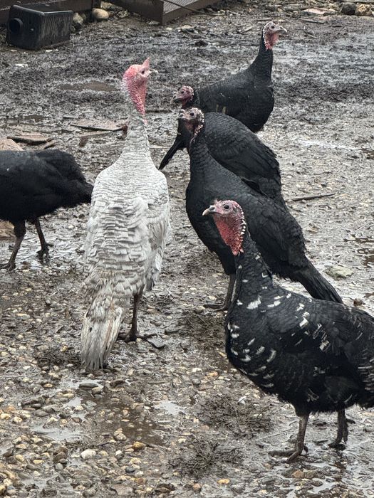 Curcani, curci si gaste