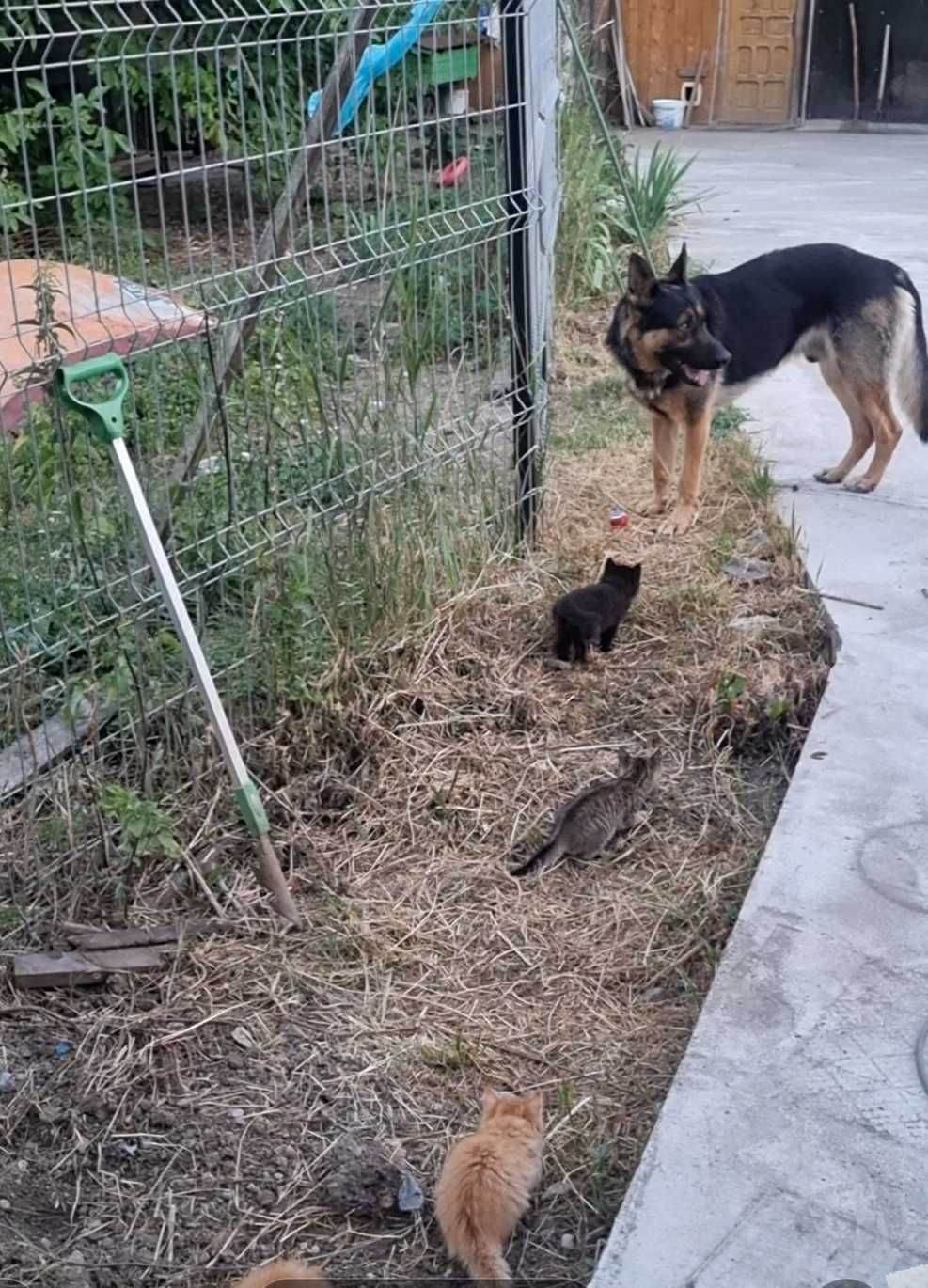 Donez 5 pui de pisica la stapani iubitori -3roscati ,1 tigrat,1negru