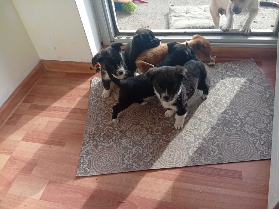 Cățeluși talie mica