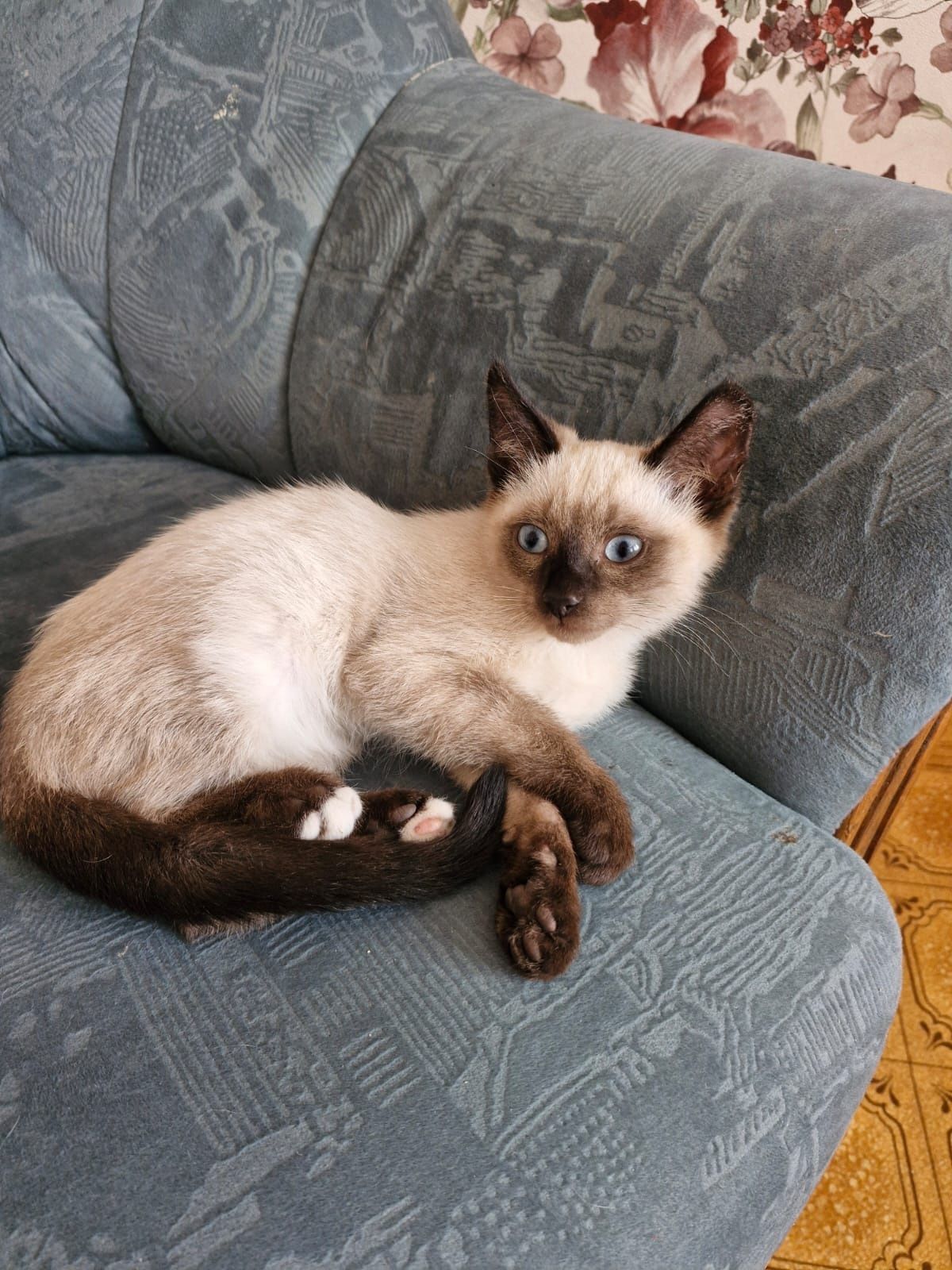 Котят в добрые руки