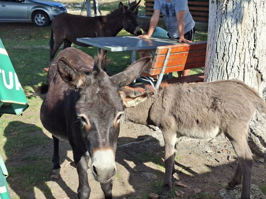 Vând magarite cu pui