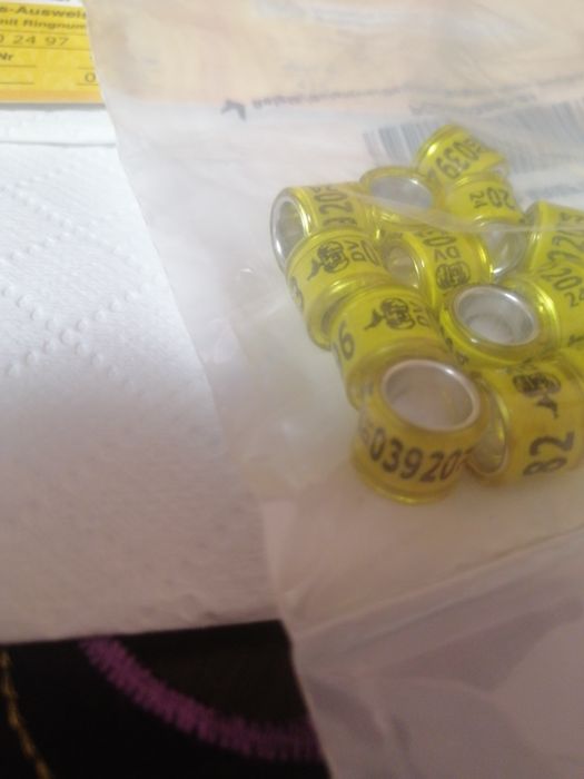 Vînd inele porumbei