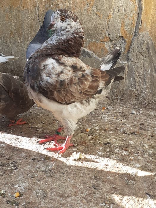 Porumbei kingi tineri