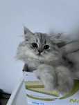 Baietel British Longhair