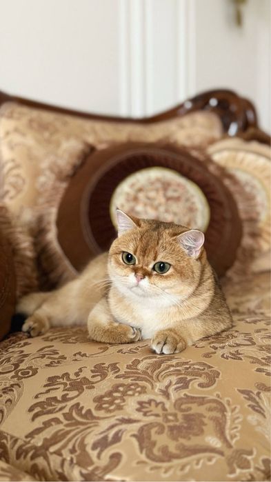 Вязка британская золотая шиншилла ищет кота