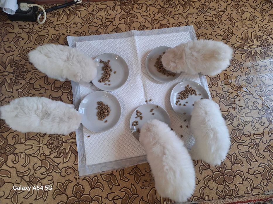 Померани  (мини шпиц)