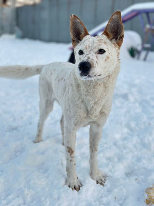 Мальчик Беляш ищет дом.