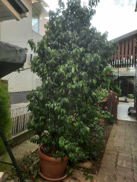 Vand ficus in Timisoara