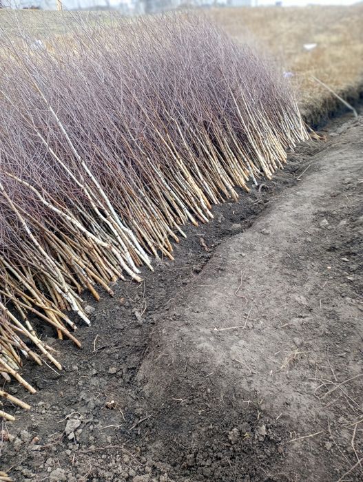 Doriti sa impaduriti cu puieti de salcam proaspăt recoltati