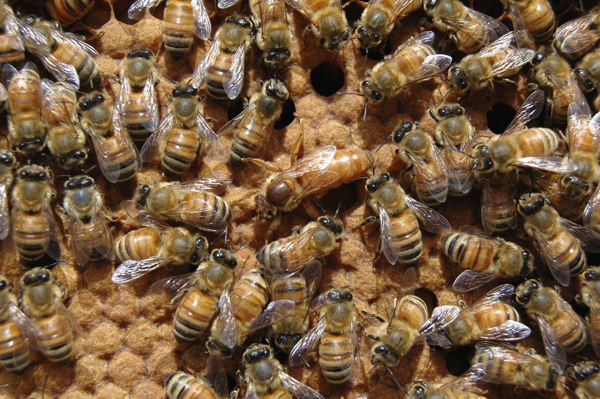 Roi albine, cu mătci 2024