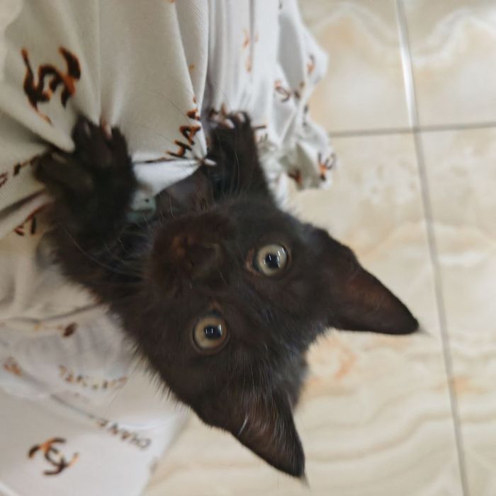 Котята, 1,5 месяца
