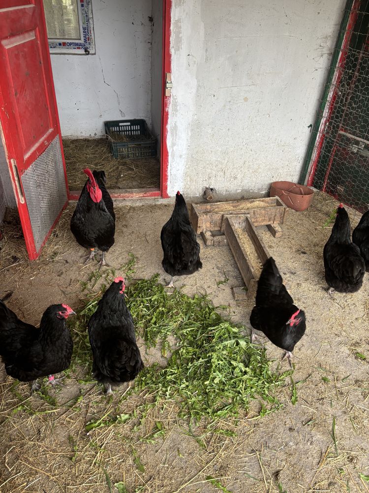 Vand gaini Australorp Negru