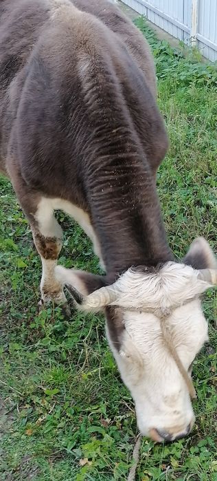 Vând vacă cu lapte.