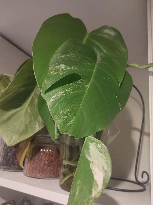 Монстера Альба лиана