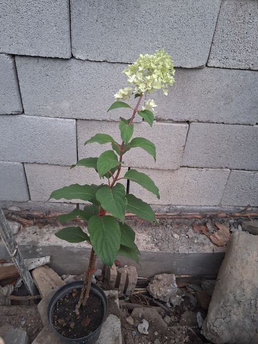 Гортензия метельчатая Бонфаер. Новый сорт . 2 года.