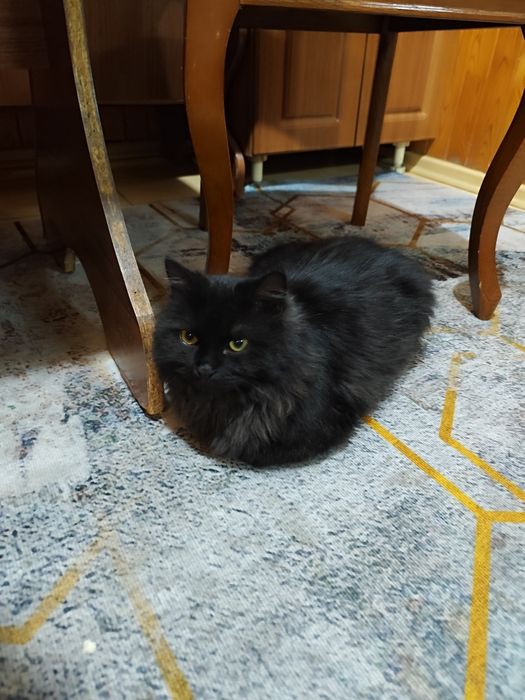 Отдам котика в заботливые руки