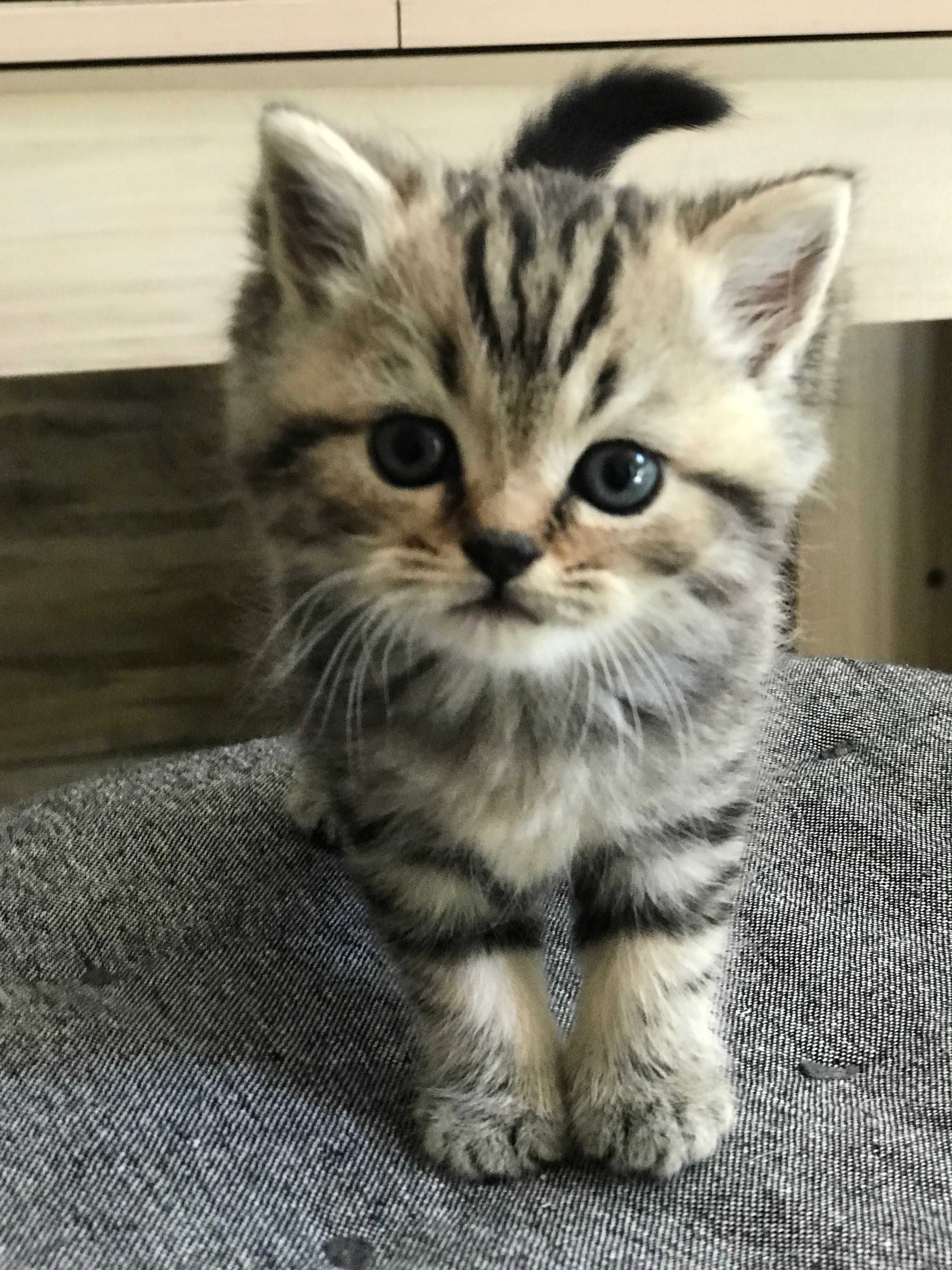 Scottish fold urechi