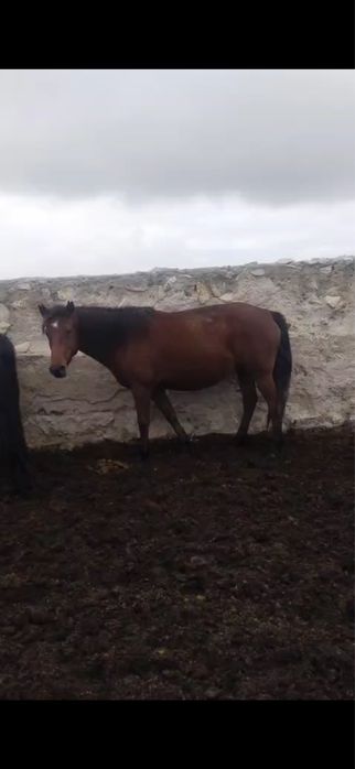 Продам жирную кобылу!