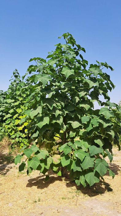 Павловния деревья сорта ФТЕ и М-1 здоровые крепкие в кол-ве более 2000