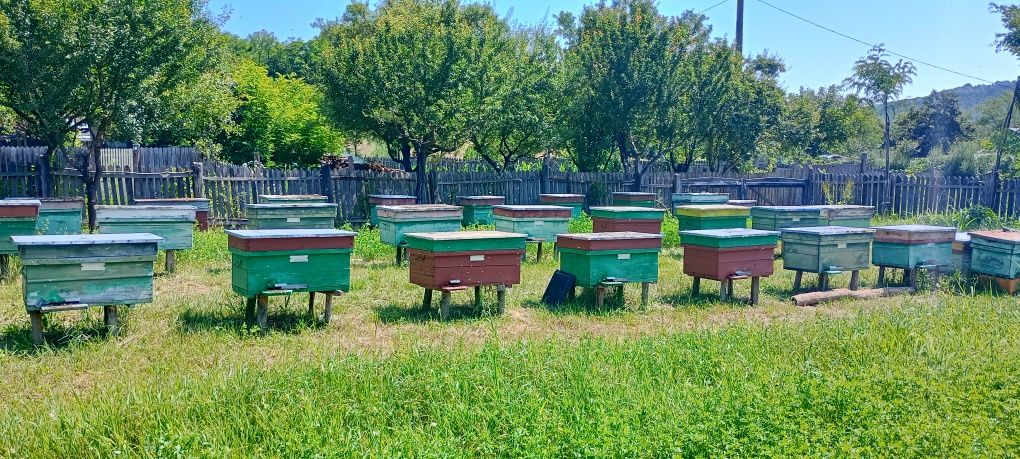 Vând familii de albine /roiuri