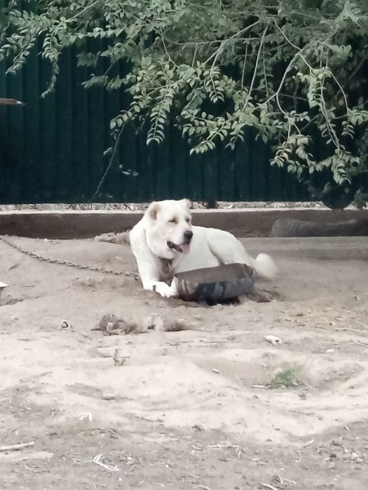 Продаю собаку среднеазиатскоя  авчарка на охрану в кошару фазенду