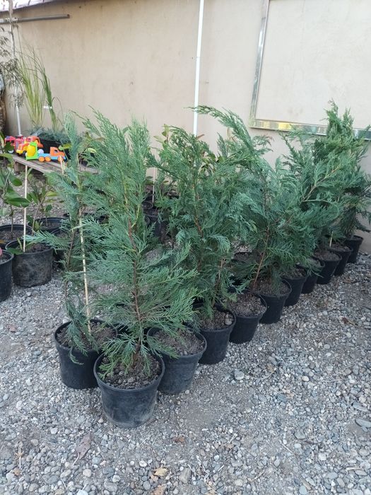 Chiparos leylandii 60 cm la ghiveci/ gard viu vesnic verde/